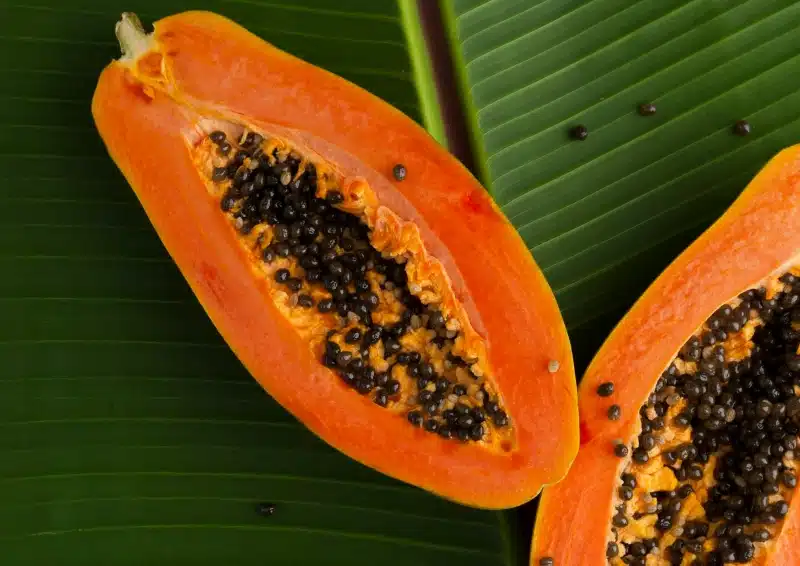 Frische Papaya in der Teesorte Weißer Tee Dschungelparadies