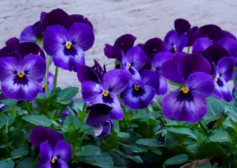 Weißer Tee First Love mit zarten Veilchenblüten
