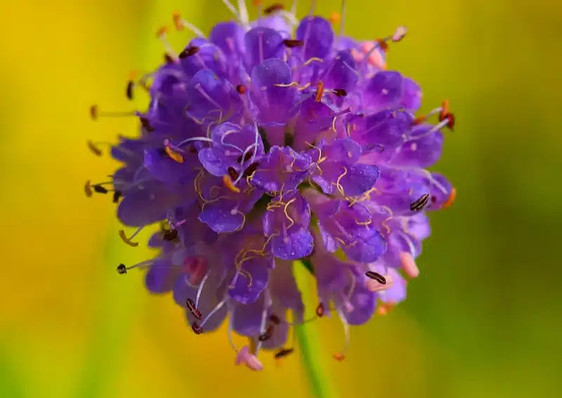 Abbisskraut Tee lila Blüte