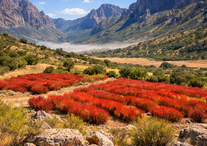 Rooibos-Geschichte die Cederberge in Afrika