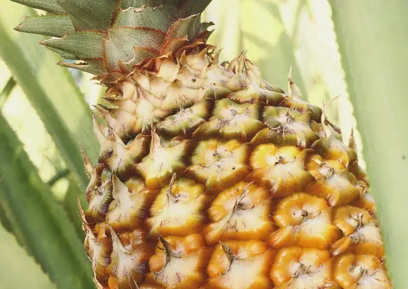 Rotbuschtee Beach Feeling mit Ananas