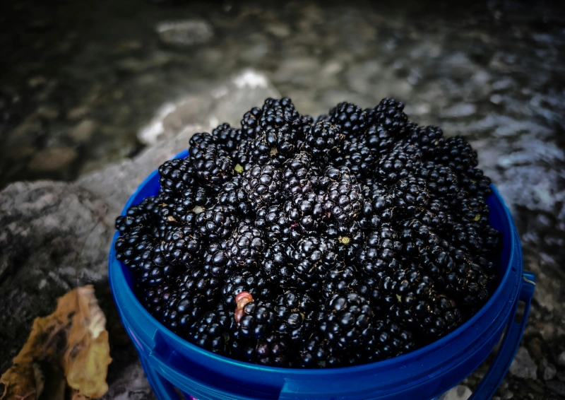 Rotbuschtee Brombeer Sahne mit Brombeeren in einer Schüssel