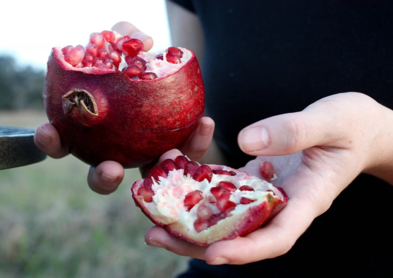 Rotbuschtee Granatapfel & Kräuterblüte mit saftigem Granatapfel