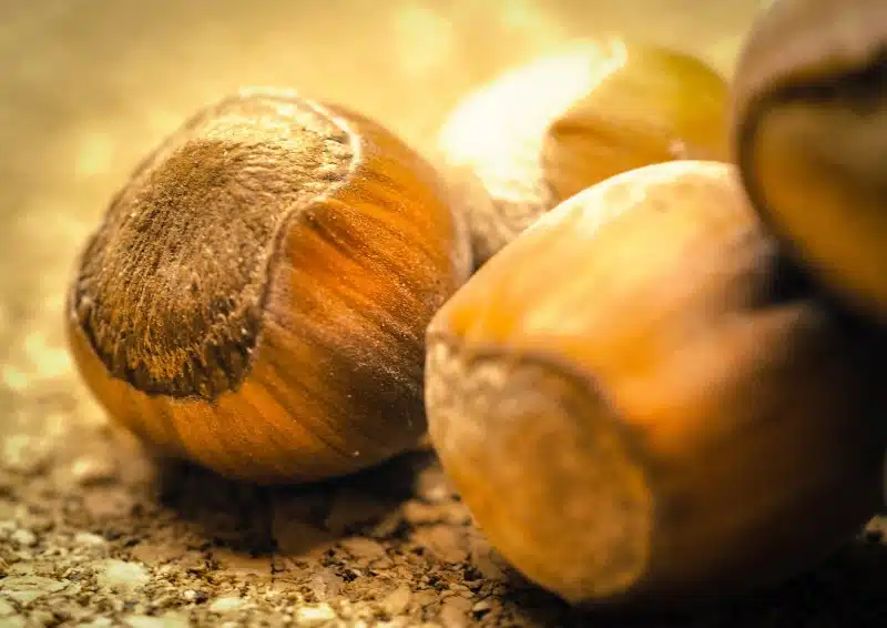 Haselnüsse sind ein Teil im Weißer Tee Italian Haselnut