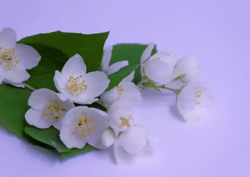 Weißer Tee Macebo mit feinen Jasminblüten versetzt 