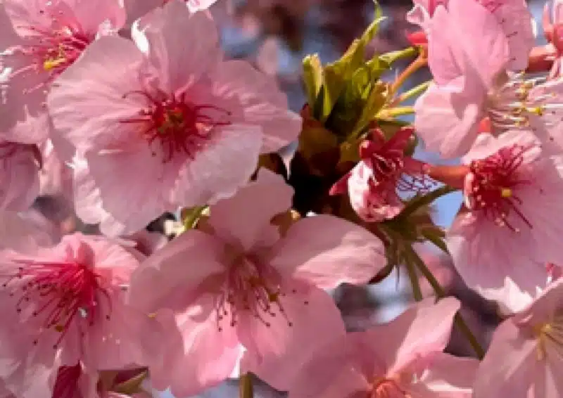 Weißer Tee Japanische Kirschblüte mit schönen rosa Kirschblüten